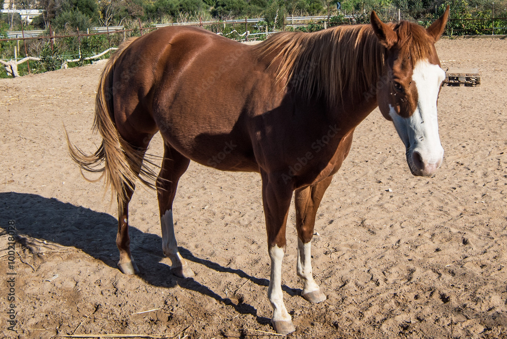 Obraz premium Horses on a farm 
