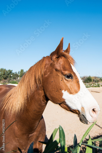 Horses on a farm 