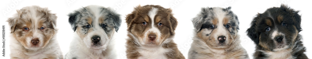 puppies australian shepherd