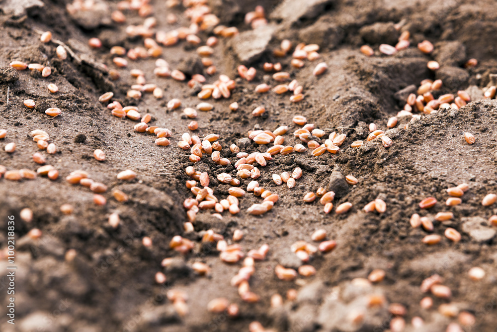 sowing wheat . spring sowing wheat . spring