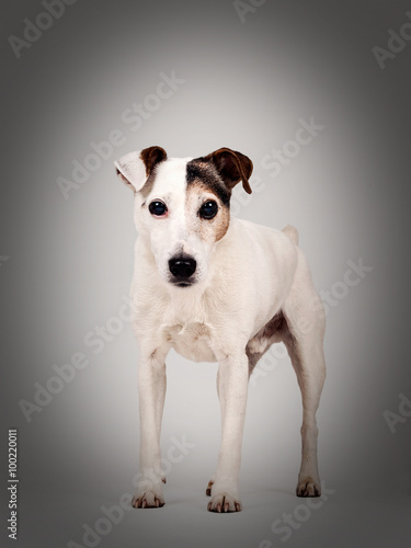 Jack Russell Terrier © imacture