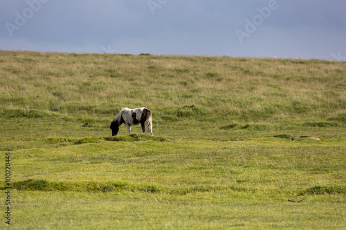 Dartmoorpony photo