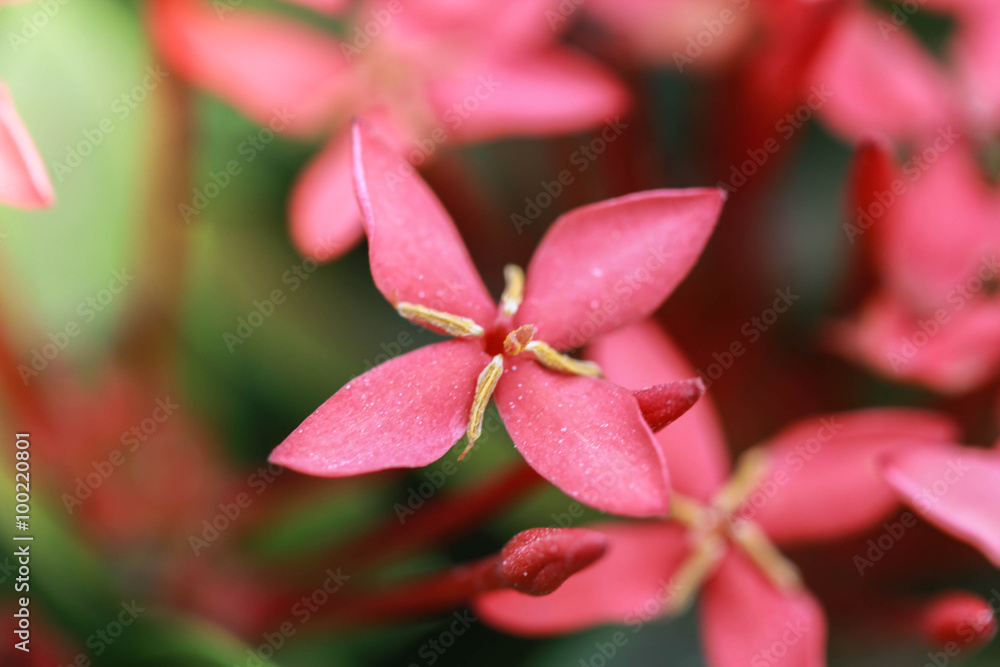Red Flowers Red Flowers
