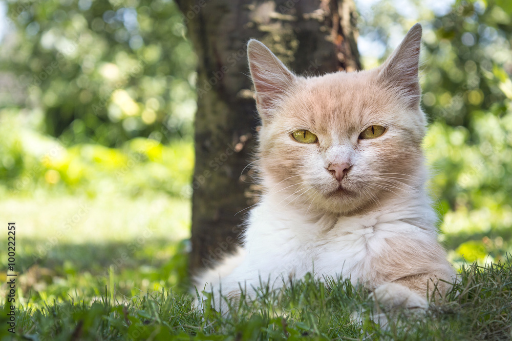 Beautiful cat lying in the grass hiding from the summer heat in
