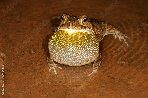 Male guttural toad (Amietophrynus gutturalis) calling in shallow water, South Africa. photo