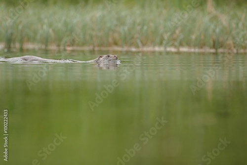 River otter(lutra lutra)/beautiful and playful river otter from Czech Republic / River otter(lutra lutra)/beautiful and playful river otter from Czech Republic 