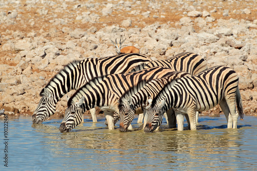 Plains  Burchells  Zebras  Equus burchelli  drinking water  Etosha National Park  Namibia.