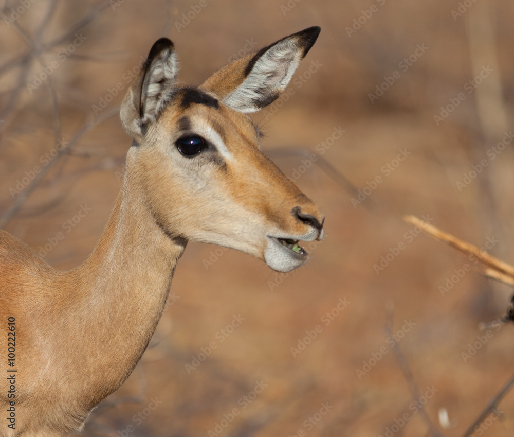 Impala portrait in Africa bush