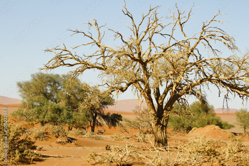 Namibia desert, Africa