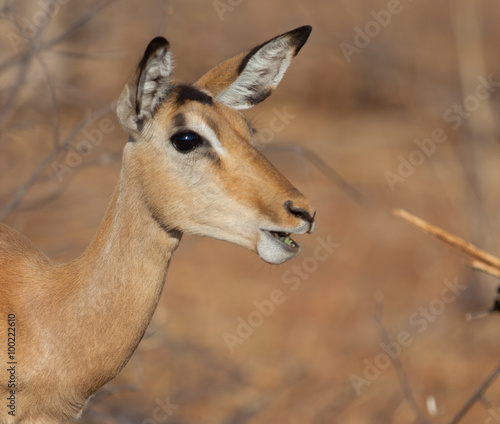 Impala portrait in Africa bush