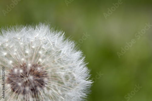 Fluffy dandelion  close-up