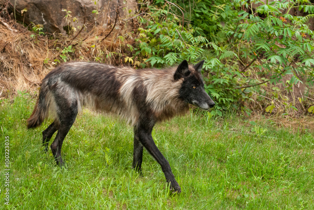Black Grey Wolf (Canis lupus) Walks Right Black Grey Wolf (Canis lupus) Walks Right