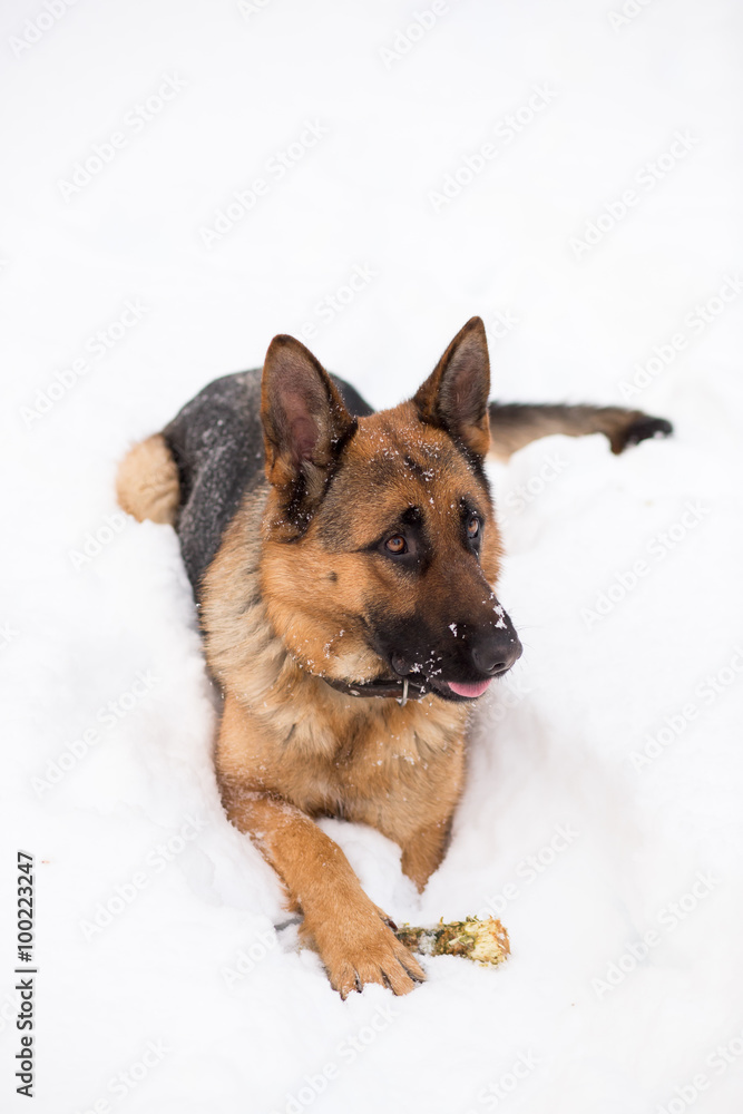 German Shepherd dog, sitting on snow with bone German Shepherd dog, sitting on snow with bone