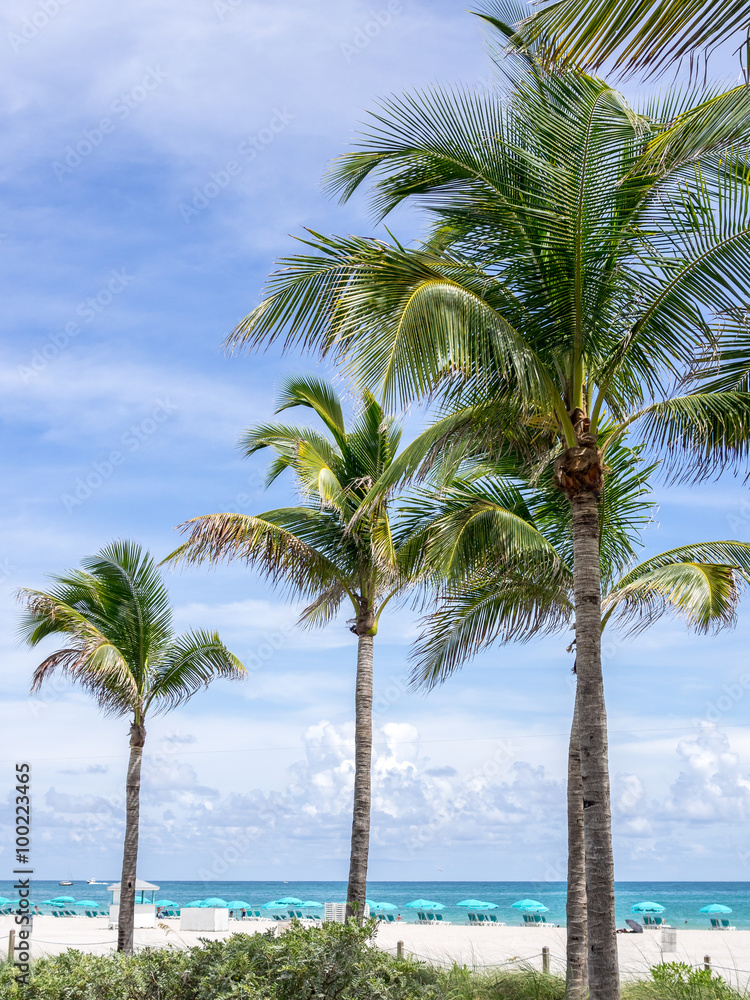 The Palms of the Beach