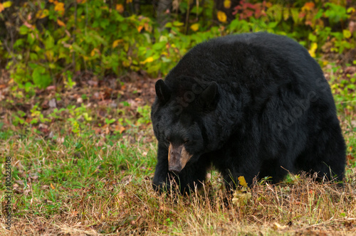 Black Bear (Ursus americanus) Walks Head Down