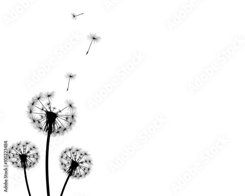 Fototapeta Naklejka Na Ścianę i Meble -  background dandelion faded silhouettes on a white background