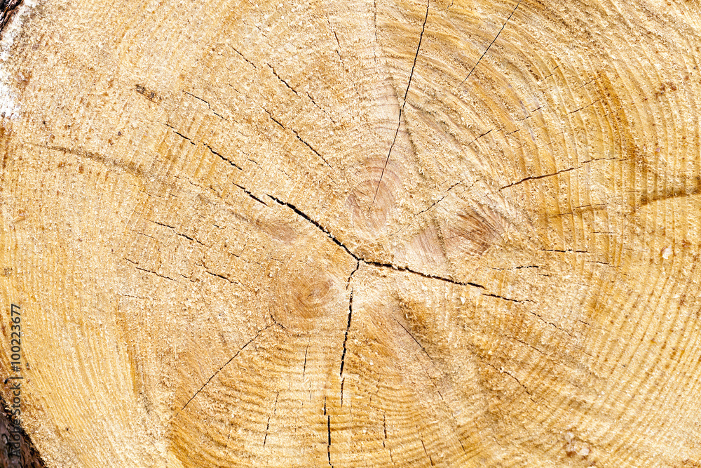 Fototapeta premium sawn tree trunk