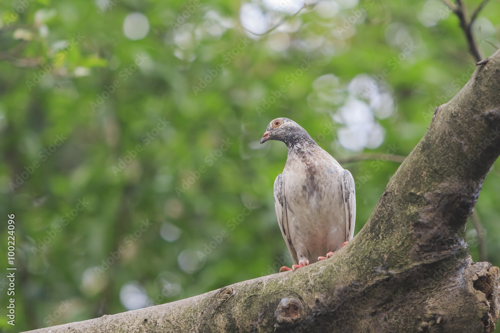 Pigeon sitting on tree to take a rest Pigeon sitting on tree to take a rest