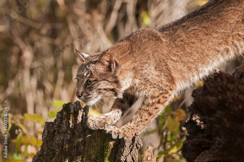 Bobcat (Lynx rufus) Stretches Out © hkuchera