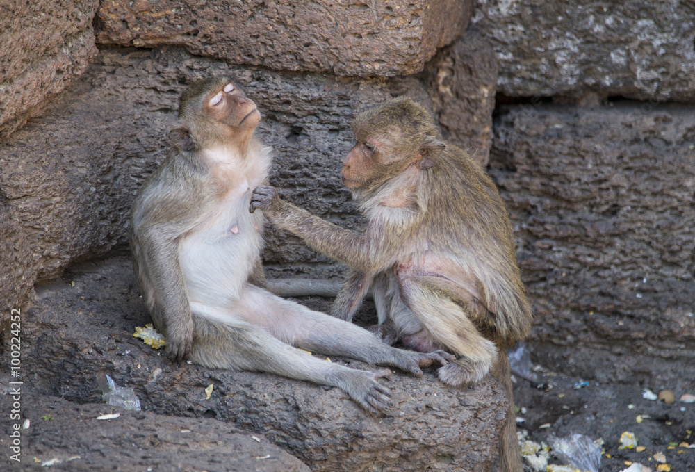 Crab eating Macaques grooming