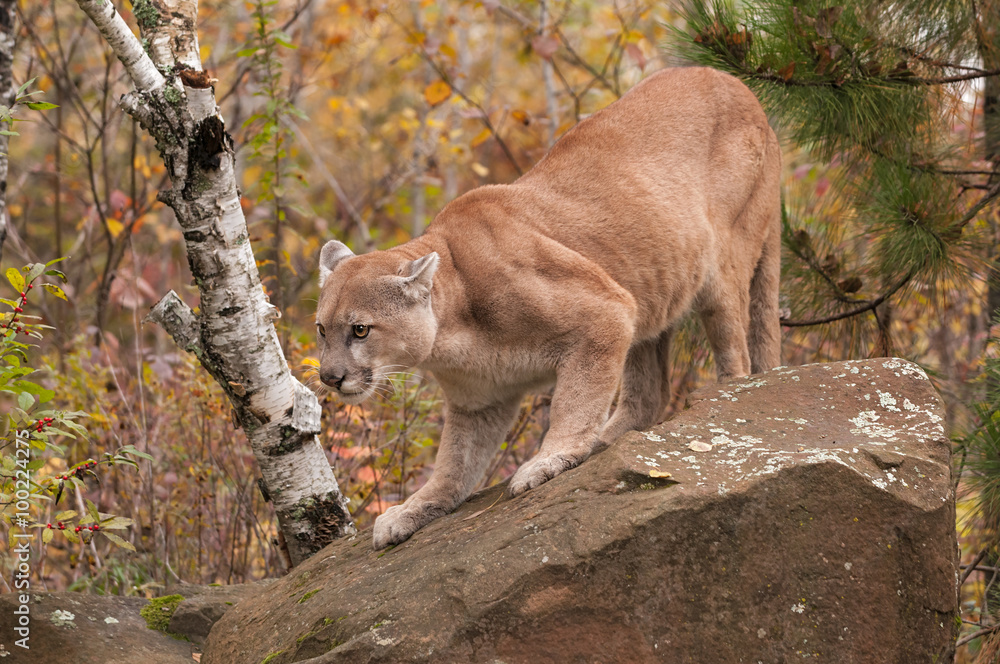 Fototapeta premium Adult Male Cougar (Puma concolor) Slinks Down Rock