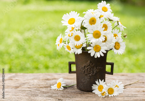 Fototapeta Naklejka Na Ścianę i Meble -  Spring flowers - Daisy flowers in the pot in the garden