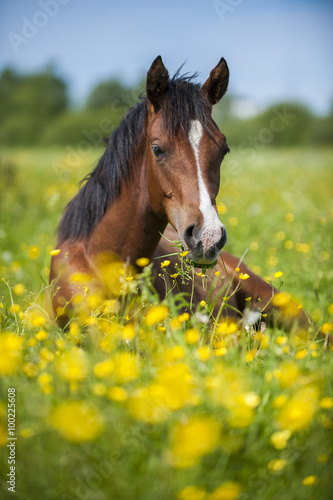 Little foal lying in grass and flowers in the meadow © Pelana
