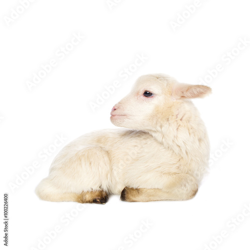 White baby lamb photo