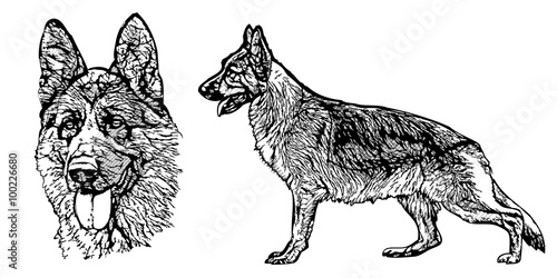 German shepherd