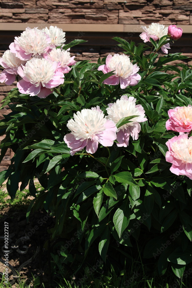 Naklejka premium Flower and trees, year 2015