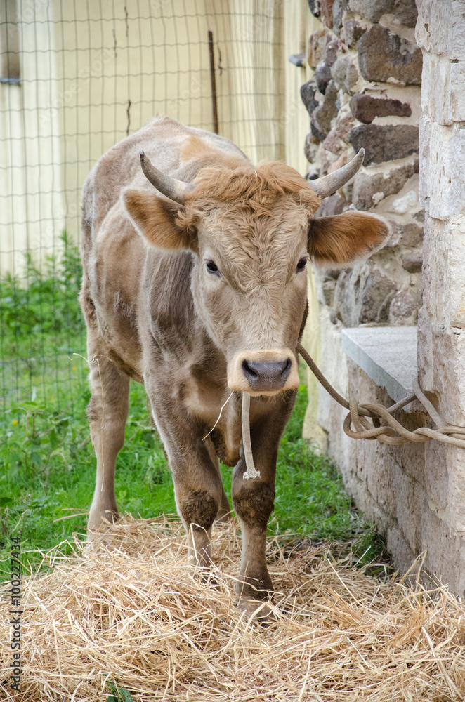 Cute little calf Cute little calf