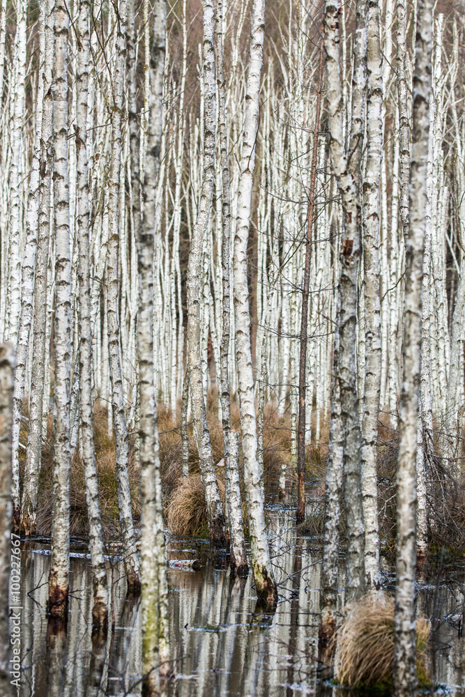 Swamp in the forest with birches