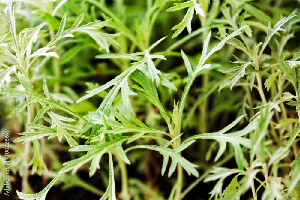 Obraz premium Green plants