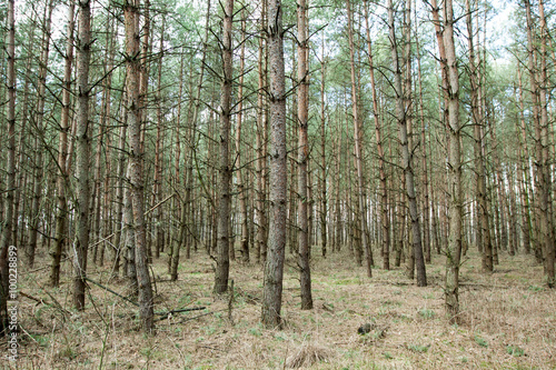 Forest autumn season - conifers