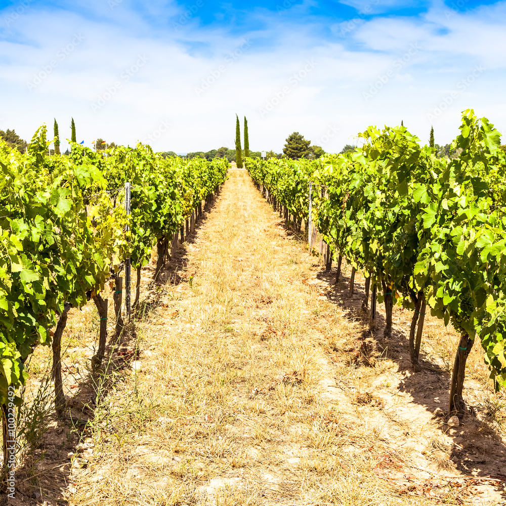 Provence vineyard Provence vineyard