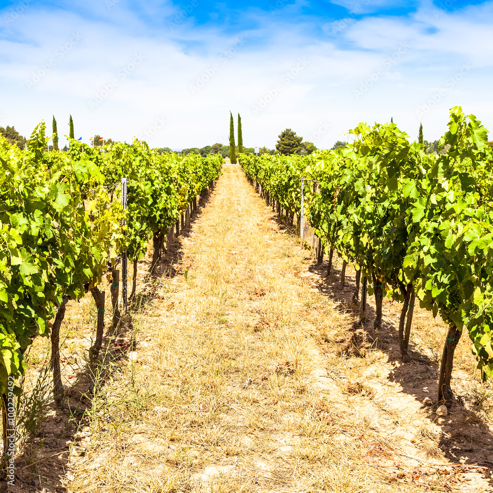 Provence vineyard