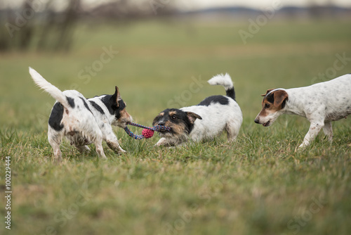  drei spielende Jack Russell Terrier Hunde auf einer Wiese mit einem Ball