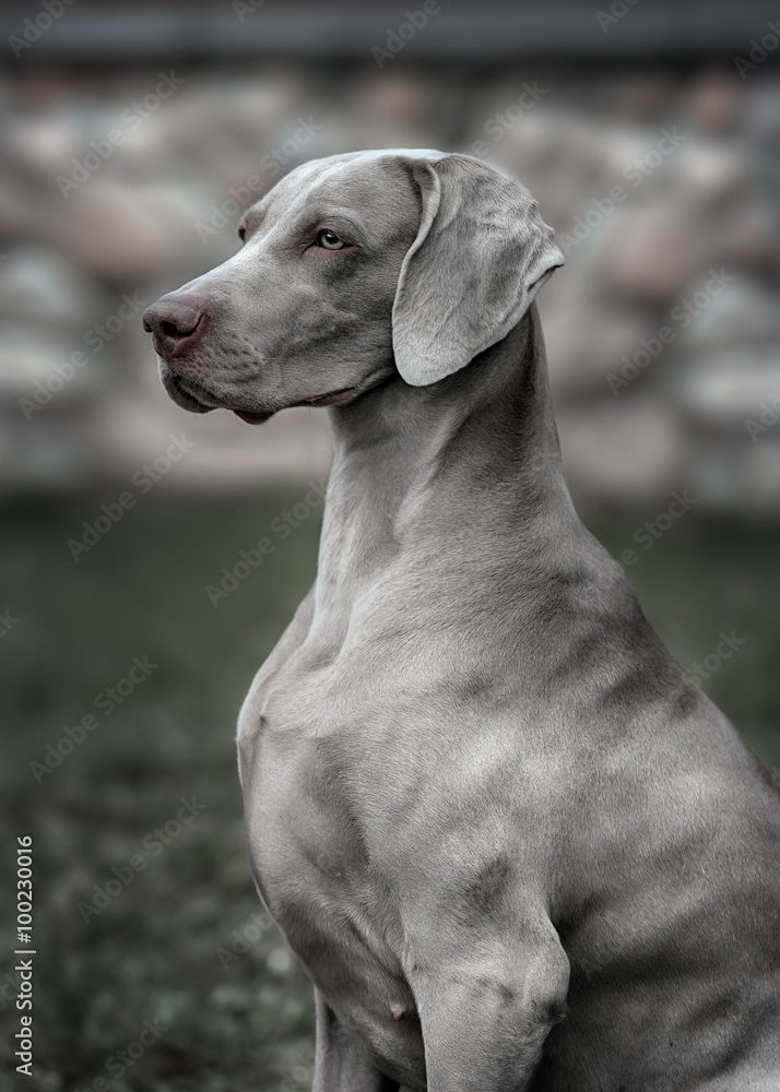 Weimaraner dog.  Closeup portrait