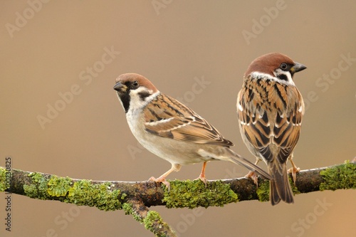 Tree Sparrow (Passer montanus) photo
