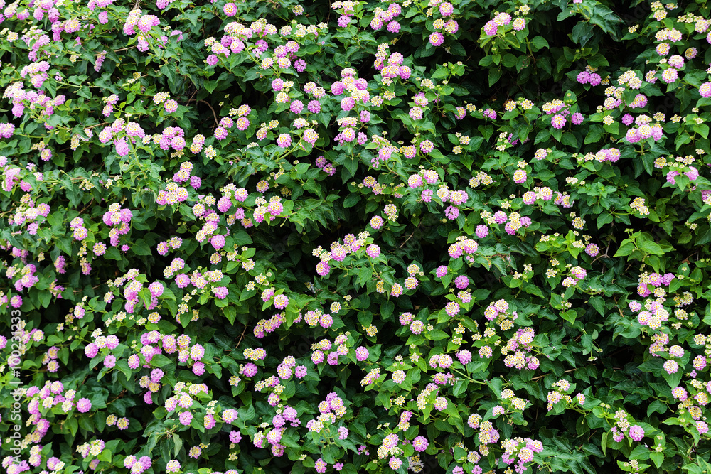 Green plants and flowers at Mediterranean seaside Green plants and flowers at Mediterranean seaside