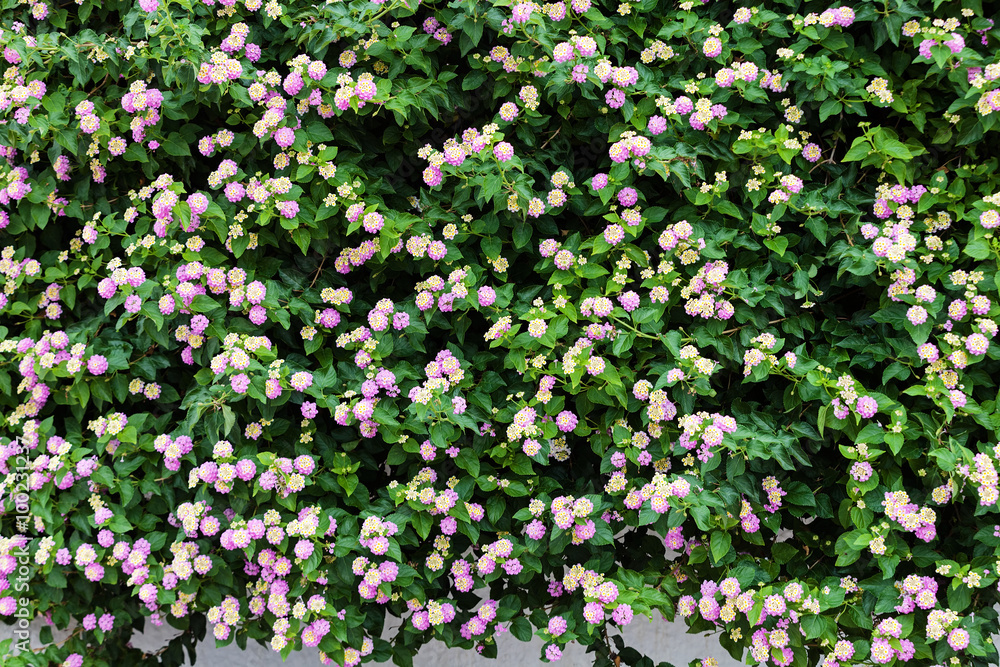 Fototapeta premium Green plants and flowers at Mediterranean seaside