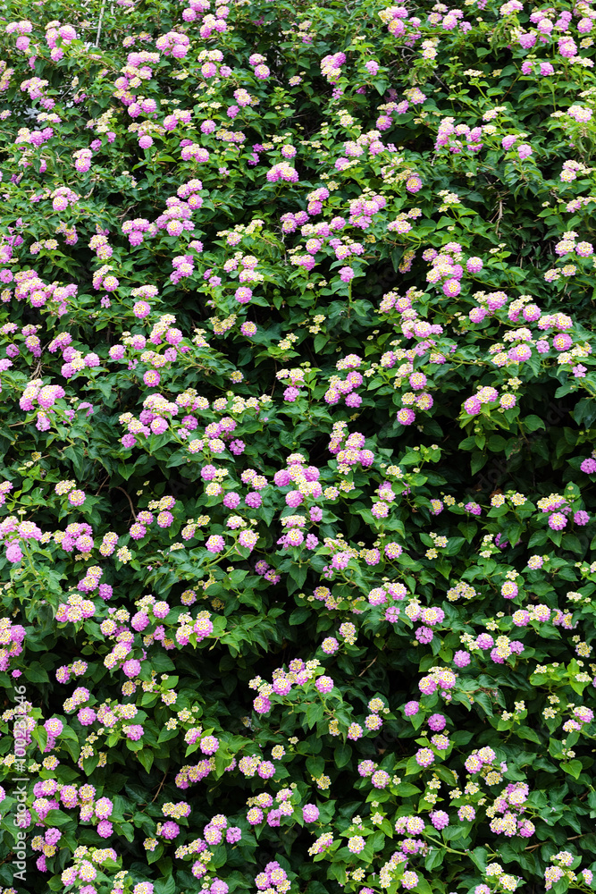 Green plants and flowers at Mediterranean seaside Green plants and flowers at Mediterranean seaside