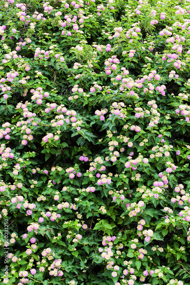 Green plants and flowers at Mediterranean seaside Green plants and flowers at Mediterranean seaside