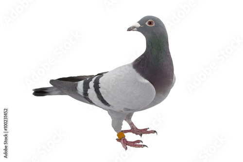 Grey sport pigeon isolated on white
