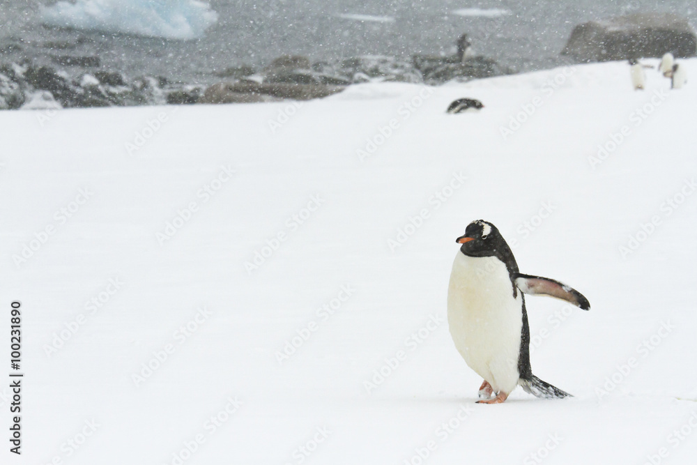 Fototapeta premium Gentoo Penguin, Ronge Island, Antarctica