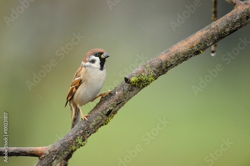 Tree Sparrow (Passer montanus)