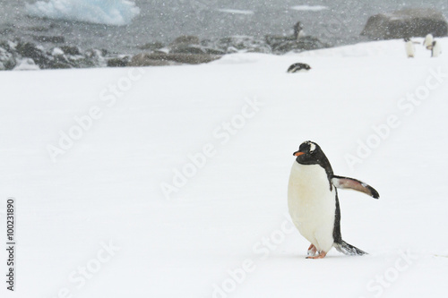 Gentoo Penguin  Ronge Island  Antarctica