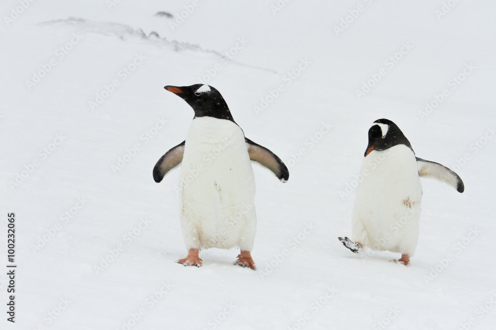 Obraz premium Pair of Gentoo Penguins