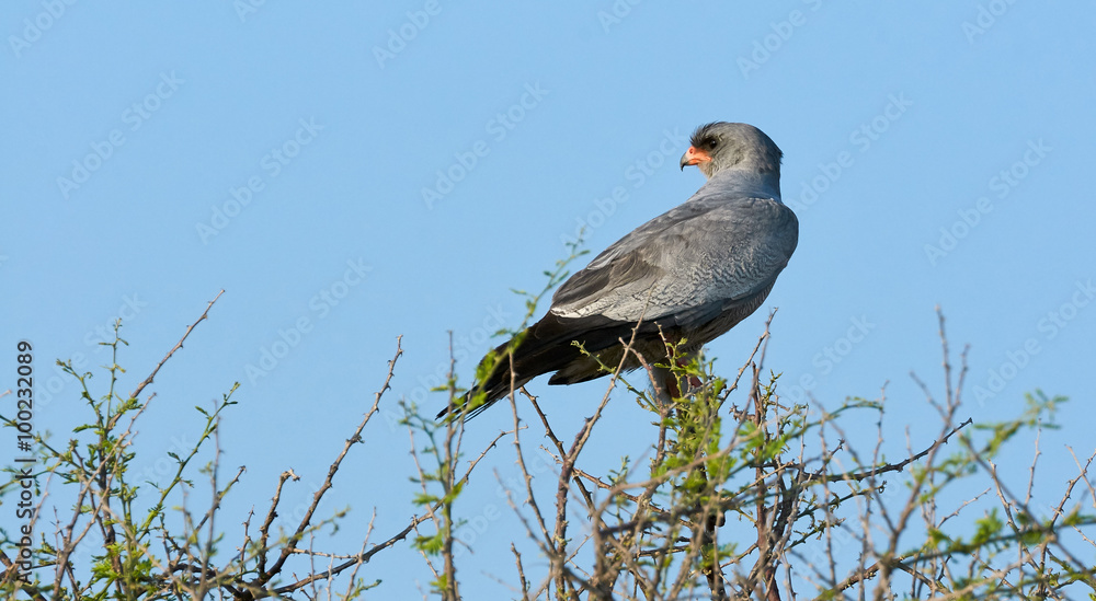 Fototapeta premium Pale Chanting Goshawk