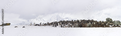 Panorama of Ronge Island, Antarctica photo